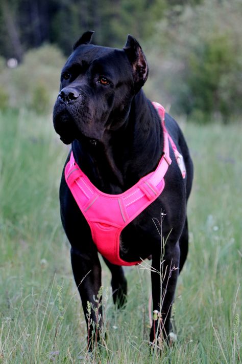 Female Cane Corso, Worlds Biggest Dog, Black Cane Corso, Cane Corso Puppy, Big Dogs Breeds, Biggest Dog In The World, Biggest Dog, Cane Corso Puppies, Big Dog Breeds