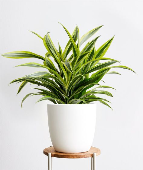 Lemon Lime Dracaena Plant Care Guide | Ansel & Ivy Dracaena Plant Care, Dracaena Fragrans, Sansevieria Laurentii, Pot Gantung, Dracaena Plant, Plant Signs, A Ray Of Sunshine, Potted Houseplants, Air Purifying Plants