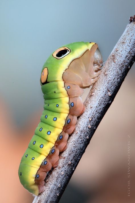 Stunning Photography of Caterpillars Captured by Igor Siwanowicz Swallowtail Caterpillar, Spicebush Swallowtail, Caterpillar Insect, Cool Bugs, Animals Friendship, Beautiful Bugs, Alien Concept Art, Creepy Crawlies, Insect Art