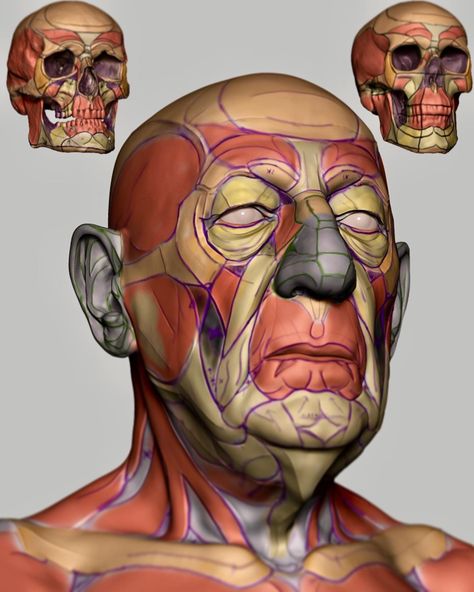 Head Anatomy Reference, Head Structure Drawing, Face Muscles Anatomy, Head Structure, Head Reference, Old Man Face, Skull Anatomy, Head Anatomy, Facial Anatomy