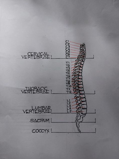 Spine anatomy. Spine Drawing Easy, Sketchbook Notes, Spine Drawing, Spine Anatomy, Illustrated Poster, Cervical Vertebrae, Anatomy Drawing, Drawing Easy, Easy Drawings