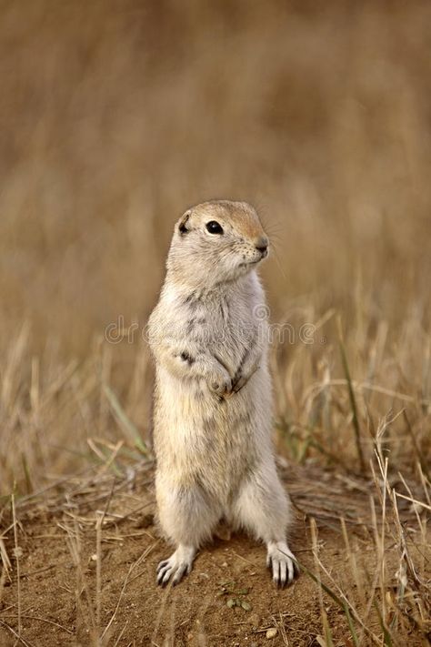 Gopher standing up. Looking for danger in Saskatchewan Canada , #AFF, #standing, #Gopher, #danger, #Canada, #Saskatchewan #ad Gopher Illustration, Grassland Animals, Saskatchewan Landscape, Grasslands National Park Saskatchewan, Wildlife Photography Camera, Saskatchewan Canada, Comedy Wildlife Photography, Creative Photoshop, Desert Plants