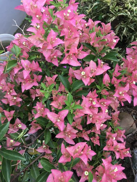 Bougainvillea peach Bougainvillea, Kiwi, Plants, Flowers, Quick Saves, Nature