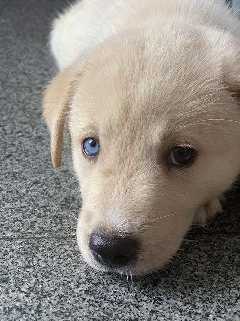 Labrisky (labrador + husky siberiano) #dog #heterocromia #cachorrosfofos #fofo #cute Labrador Husky, Pretty Dogs, Cute Puppies, Labrador Retriever, Husky, Labrador, Cute Animals, Puppies, Pasta