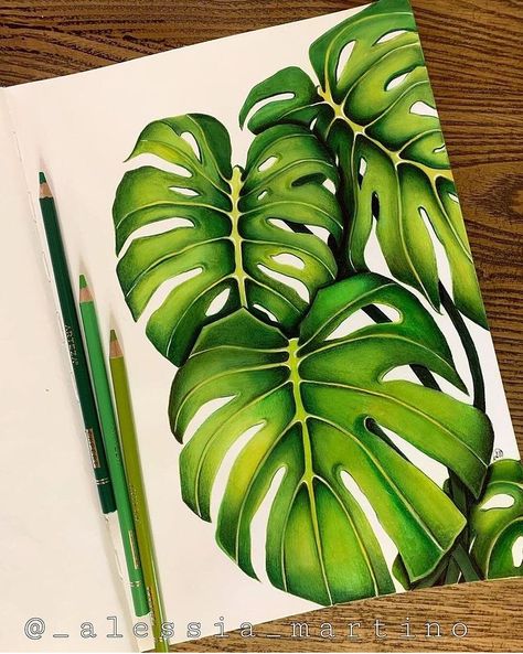 Colored Pencil Succulent Drawing, Colored Pencil Artwork Ideas, Color Pencil Sketch, Desen Realist, Color Drawing Art, Colored Pencil Artwork, Plants Green, Plant Drawing, Monstera Deliciosa