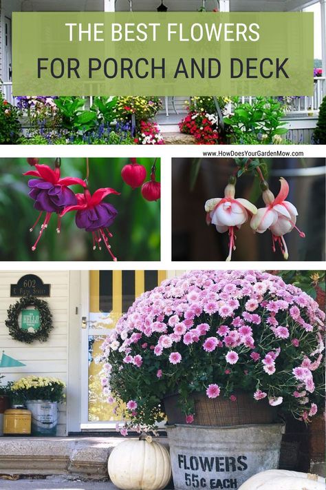 Best potted flowers for porch and deck areas. Deck flowers. Porch flowers. Potted flowering plants. #deckflowers #porchflowers #deckplants #porchplants #pottedplants #floweringpottedplants #floweringpottedplantsforporch #floweringpottedplantsfordeck Best Potted Flowers, Flowers For Porch, Best Flowers For Pots, Flowers For Pots, Deck Flowers, Double Impatiens, East Facing Garden, Flowers In Pots, Homestead Gardening