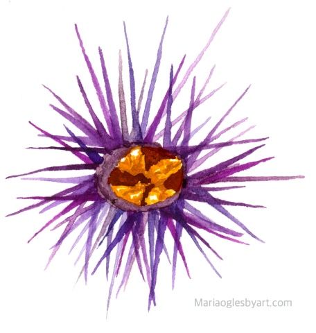 Urchin Drawing, Sea Urchin Character Design, Sea Urchins Drawing, Sea Urchin Drawing, Seafood Painting, Sea Urchin Watercolor, Sea Urchin Aesthetic, Sea Urchin Illustration, Sea Urchins With Hats