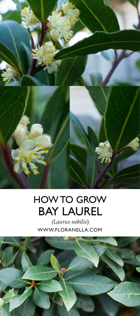 Bay Leaf Plant, Bay Laurel, Laurus Nobilis, Grow Herbs, Bay Leaf, Food Garden, Bay Leaves, Growing Herbs, How To Work