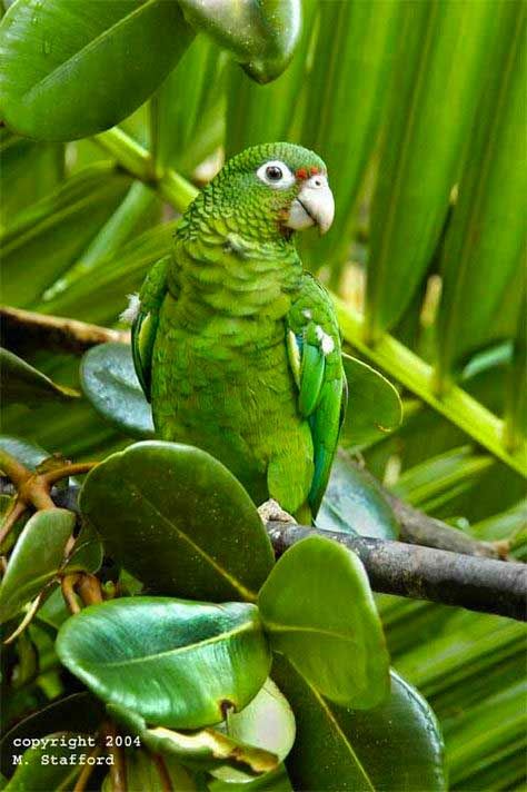 Puerto Rico Trip, Puerto Rico Vacation, Amazon Forest, Puerto Rico History, Puerto Rico Art, Amazon Parrot, Puerto Rican Culture, Puerto Rican, Tropical Islands