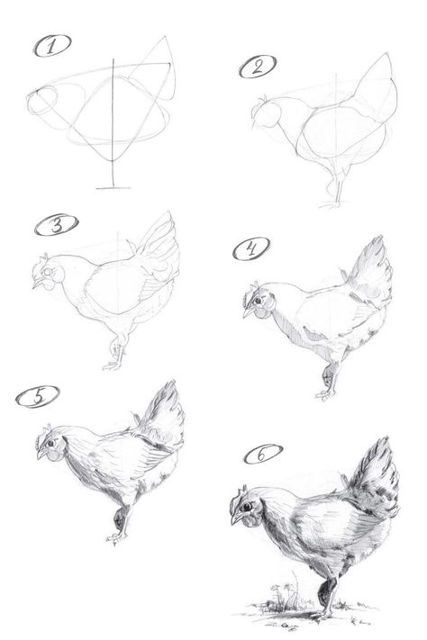 Drawing Of A Chicken, Draw A Chicken, Chicken Drawing, Drawing Competition, Nature Art Drawings, Nature Sketch, Object Drawing, Drawing Step, Art Drawings Sketches Pencil