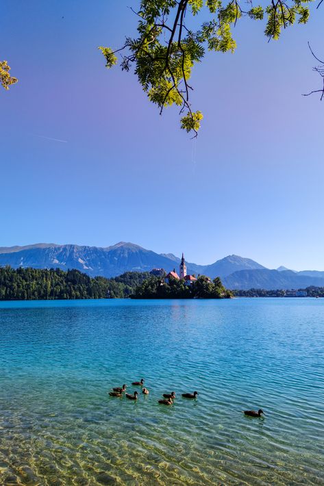 Lake Bled - on of the wonders in Europe is in Slovenia. Greenish lake and crystal clear water. It's a dream spot and place to visit in Slovenia. Travel Photography Slovenia. #travel #photography #slovenia #bled #lakebled #travelphotography #mountains #lake Slovenia Photography, Slovenia Countryside, Slovenia Landscape, Triglav National Park Slovenia, Bled Slovenia Photography, Lake Bled Slovenia, Italy Travel Photography, Slovenia Bled Lake, Bled Slovenia