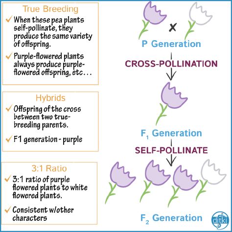 MENDEL'S EXPERIMENTS Learning basic biology this summer? Our clear, simplified tutorials can help! #ditki #premed #mcat #usmle #usmlestep1 #meded #medicalschool #medicalstudent #medstudent #highered #mededonline #usmletutorials #medicalschooltutorials #nursing #pance #physicianassistant #osteopath #allopath #medicine #science #healthscience #nurse #mbbs #futuredoctor Plants Activity, Mendelian Genetics, Basic Biology, Plant Experiments, Pea Plants, Gregor Mendel, Pea Plant, Plant Activities, Purple Cross
