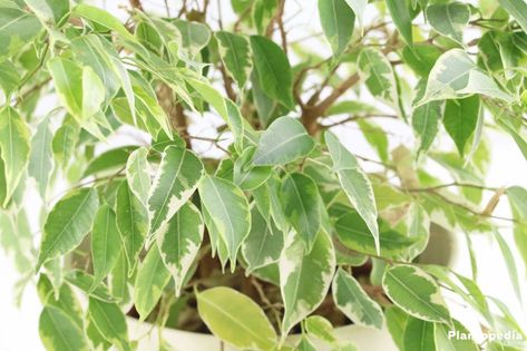 Weeping Fig Tree Plant, Ficus benjamina - Care Indoors/Outdoors - Plantopedia Ficus Benjamina Indoor, Weeping Fig Tree, Fig Tree Plant, Weeping Fig, Indoor Plant Wall, Ficus Benjamina, Ficus Tree, Fig Tree, Door Ideas