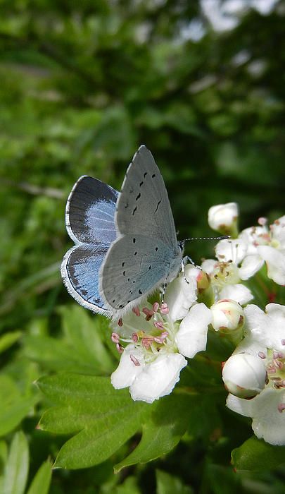 Delicadeza na pose e cores Holly Blue, Blue Butterfly, White Flowers, Flowers, Blue, White, Art