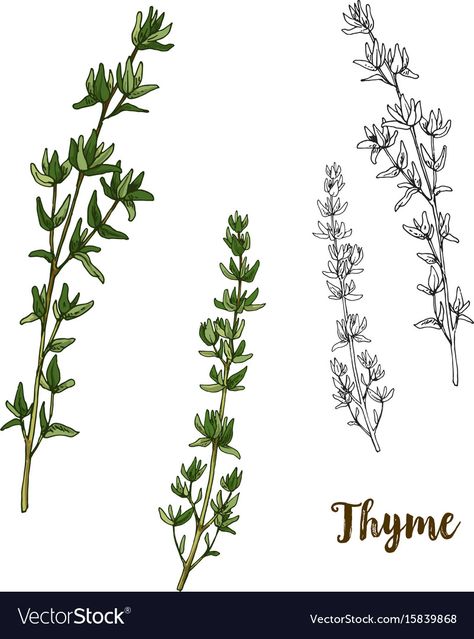 Thyme Flower, Tatoo Inspiration, Realistic Sketch, Farm Logo, Up Tattoos, Sketch Illustration, Botanical Drawings, Skin Art, Ink Pen Drawings