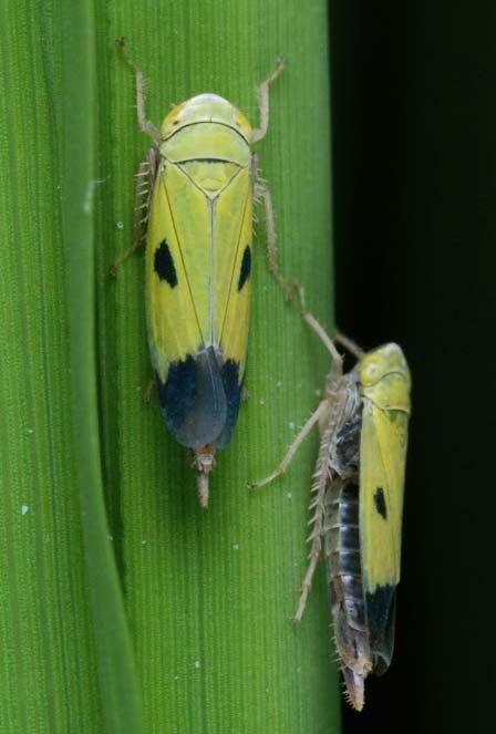 factsheet-green-leafhopper-1 Rice Plant, Leafhopper, Creepy Crawlers, Insect Photography, Pest Management, Arachnids, Spiders, Snakes, Hd Wallpaper