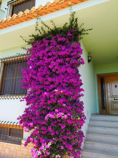 Ficus Pumila, Patio Flowers, Balcony Flowers, Balcony Plants, Garden Decor Projects, Garden Aesthetic, Patio Makeover, Balcony Decor, Small Gardens