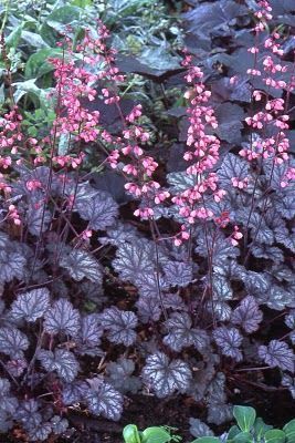 Heuchera Micrantha - Palace Purple Coral Bells. . For best colours plant in areas with afternoon shade! Coral Bells Plant, Coral Bells Heuchera, Garden Flowers Perennials, Purple Coral, Coral Bells, Shade Plants, Flowers Perennials, Landscaping Plants, Perennial Plants