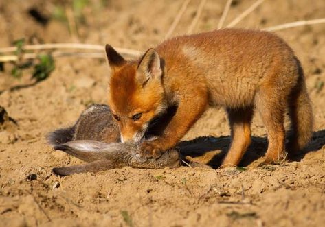 Foxes Omnivorous Animals, Fox Eat, Fox Species, Carnivorous Animals, Fastest Bird, Strongest Animal, Rabbit Eating, Fox And Rabbit, Nocturnal Animals