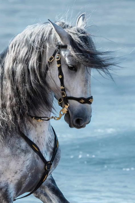 Cai Arabi, Horse Behavior, Wild Horses Photography, Buy A Horse, Cai Sălbatici, Andalusian Horse, Horse Aesthetic, Most Beautiful Horses, Horse Owner