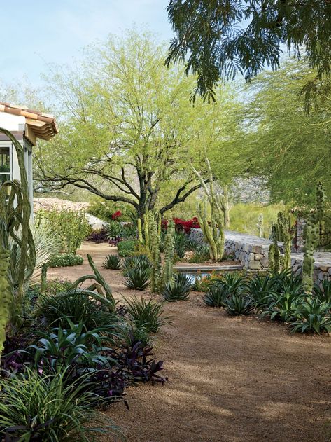 I like the gravel pathway bordered by the leafy green plants Phoenix Landscaping, Southwest Patio, Arizona Landscaping, Desert Landscape Front Yard, Arizona Ranch, Southwest Garden, Desert Landscaping Backyard, Desert Landscape Design, Desert Backyard