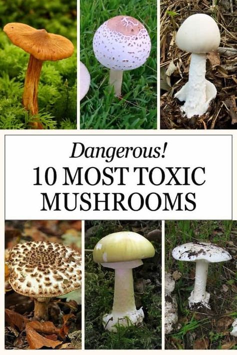 Discover the 10 most toxic and deadliest mushrooms, learn about their characteristics, symptoms of poisoning, and safety tips for foraging. How To Identify Mushrooms, Mushroom Poisonous, Identify Mushrooms, Toxic Mushrooms, Poisoning Symptoms, Mushroom Names, Foraging Guide, Functional Mushrooms, Edible Wild Mushrooms