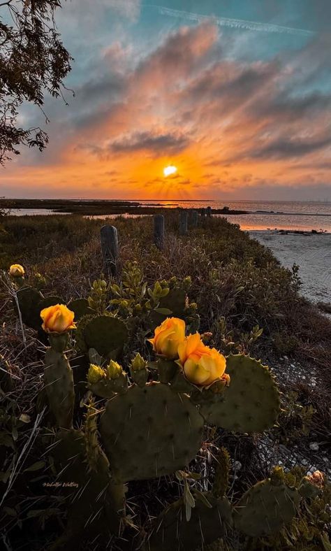 "As the sunset paints the sky, let its beauty mend your heart, whispering tales of hope and healing."  Mustang Island Sunset, Corpus Christi, Texas 📸 Michelle Renee Walters Mustang Island, Island Sunset, Corpus Christi Texas, Loving Texas, Sunset Painting, The Sunset, Summer Season, The Sky, Mustang