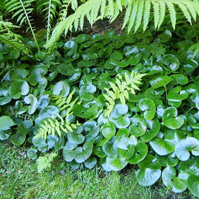 European Ginger Plant, Asarum Europaeum Shade Garden, European Wild Ginger, European Ginger, Ginger Plant Flower, Asarum Europaeum, Wild Ginger Plant, Farmhouse Gardens, Plantain Lily