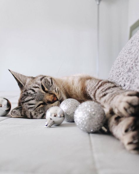 Cats 
Cat photo idea
Cats
Christmas Family Christmas Pictures With Cat, Pet Christmas Cards Photo Ideas, Christmas Card With Cat Photo Ideas, Cat Christmas Cards Photo Ideas, Christmas Cat Photoshoot, Cat Christmas Photoshoot, Cat Photoshoot Ideas, Pet Christmas Pictures, Christmas Cat Photos