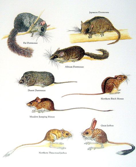 Fat Dormouse, Japanese Dormouse, African Dormouse, Northern Birch Mouse, Great Jerboa, Northern Three Toed Jerboa, Meadow Jumping Mouse, Desert Dormouse.....clockwise from upper left corner....World Book Encyclopedia....via My Sunshine Vintage on ETSY Harvest Mice, Animal Plates, Interesting Animals, Animal Book, Mouse Print, Animal Species, Scientific Illustration, Animals Artwork, Animal Posters