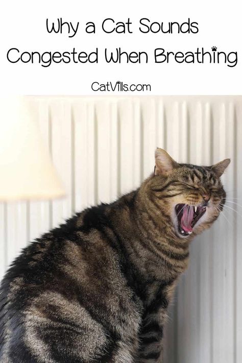 Has your cat been making strange noises? It could be due to congestion. Check out these 16 POSSIBLE CAUSES for why your cat sounds congested when breathing. Cat Sounds, Cat Remedies, Cat Health Remedies, Cat Behavior Problems, Cat Health Problems, Internet Cats, Cat Nose, Cat Health Care, Cat Info