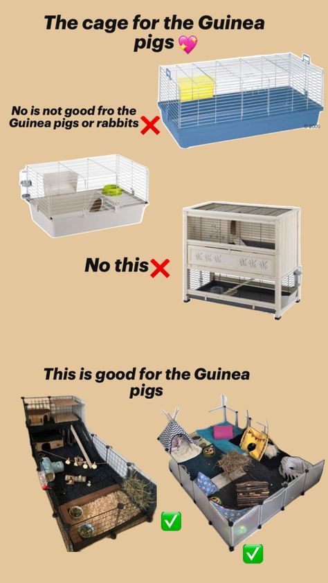 Cage Guinea pigs Guinea Pig Cage Accessories, Guinea Pig Cage, Yes Or No, Guinea Pig, Guinea Pigs, Pigs, Quick Saves