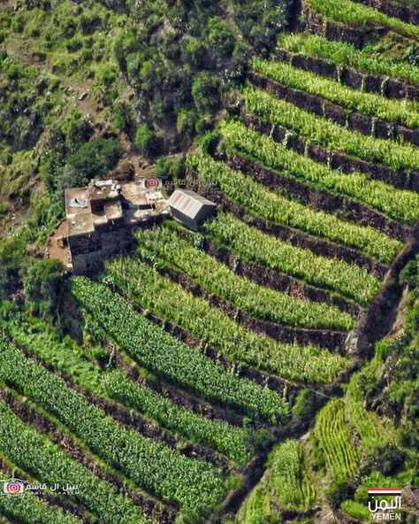 Hillside Farming, Castle Floor Plan, Grape Tree, Farming Technology, Green Industry, Garden On A Hill, Permaculture Gardening, Vegetable Garden Design, Love Garden