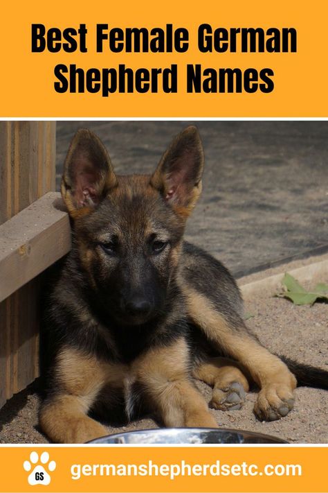 German Shepherd Puppy German Shepherd Names Female, German Shepherd Dog Names, Alsatian Puppy, German Dog Names, Red German Shepherd, Baby German Shepherds, German Shepherd Names, Female German Shepherd, Sable German Shepherd