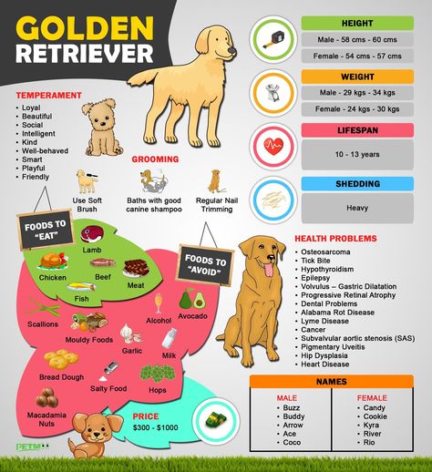 Golden Retriever Infographic 
#petmoo #pets #dogs #dogbreeds #doginfographics #goldenretriever #goldenretrieverinfographic Puppies Names Female, Golden Retriever Service Dog, Dog Infographic, Golden Retriever Names, Puppy Facts, Hunter Dog, Cute Names For Dogs, Puppy Find, Golden Retriever Puppies