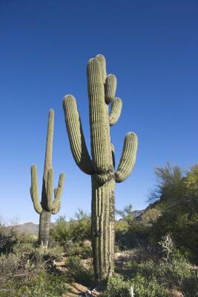 Flea Shampoo For Cats, Tall Succulents, Why Do Cats Purr, Toxic Plants For Cats, Tall Cactus, Cat Safe Plants, Arizona Style, Gastrointestinal Tract, Barrel Cactus