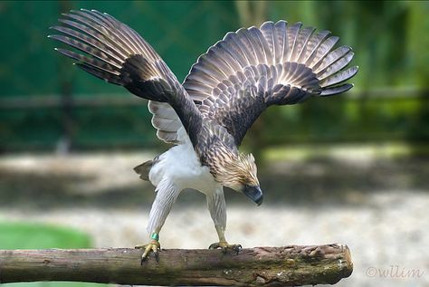 Philippine eagle by wllim, via Flickr Steller's Sea Eagle, Philippine Eagle, Eagle Artwork, Dragon Bird, Animal Meanings, Eagle Drawing, Sea Eagle, Amazing Animal Pictures, Eagle Tattoos