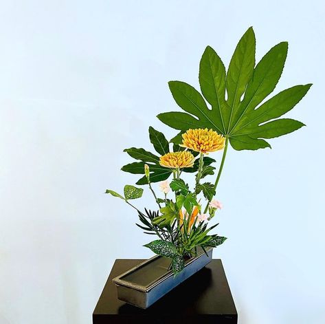 Yu Ming on Instagram: "#makeikebananotwar Fascination with Fatsia. Fatsia leaves last a long time. They are dramatic just by their sheer size. I bought this rectangular vase a couple of years ago and using it for the first time. Happy weekend! ⠀ __________ ⠀ #ikenobo #ikebana #shoka #jiyuka" Ikenobo Ikebana, Rectangular Vase, Ikebana Flower, Ikebana Flower Arrangement, Happy Weekend, Ikebana, Flower Arrangement, Fascinator, A Couple