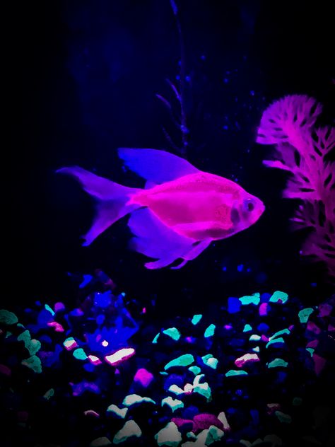 #neon #neonaquarium #neonfish #fish Neon Aquarium Aesthetic, Glowing Fish Art, Glow Fish Tank Ideas, Neon Fish Tank, Bioluminescent Fish, Trolls Aesthetic, Neon Underwater, Neon Aquarium, Glofish Tank