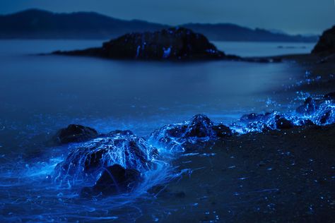 Umi-hotaru: 'Alien' life forms in Japan's Seto Sea | The Japan Times Night Wallpapers, Alien Life Forms, Mid Night, Alien Life, Sea Of Stars, Light Trails, Life Form, Fantasy Landscape, Blue Aesthetic