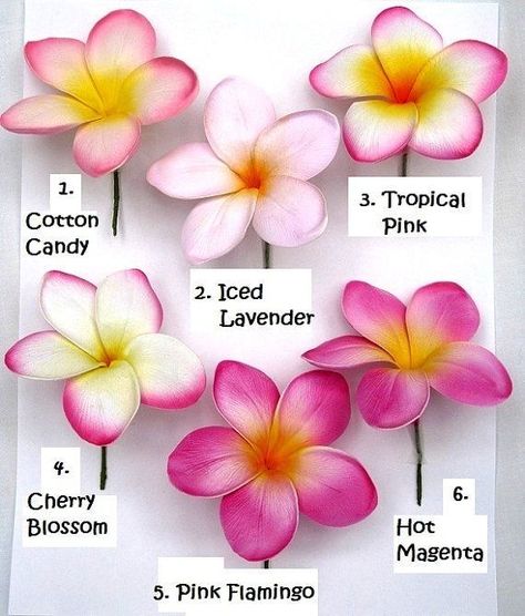 Flores Plumeria, Hawaiian Aesthetic, Frosting Piping, Plumeria Tattoo, Săpunuri Handmade, Card Flowers, Gouache Paint, Fleurs Diy, Flowers Gardening