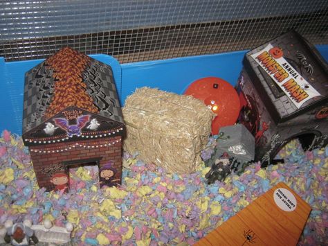 Halloween Hamster, Pet Diy, Hamster Cage, Monster Mash, Diy Stuffed Animals, Rats, Pet, Halloween, Animals