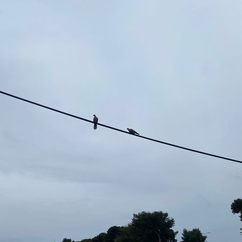 two birds on a wire :) 2 Birds On A Wire, Two Birds On A Wire, Visual Gallery, Birds On A Wire, Two Birds, Nature Photography, Birds, Photography, Quick Saves