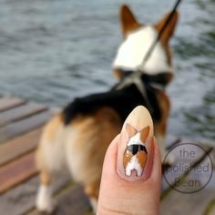 Corgi Nails, Dog Nail Art, Paint Your Pet, Animal Nail Art, Corgi Mix, Corgi Butts, Animal Nails, Dog Nails, Pembroke Welsh Corgi