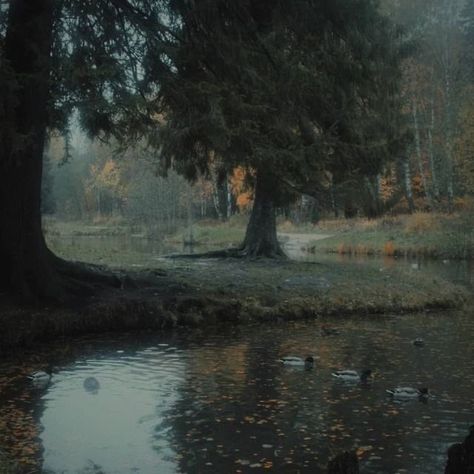 Dark Naturalism, Rainy Day Aesthetic, Dark Green Aesthetic, Dark Cottagecore, Dark Paradise, Fallen Leaves, Gloomy Day, Jolie Photo, Dark Forest