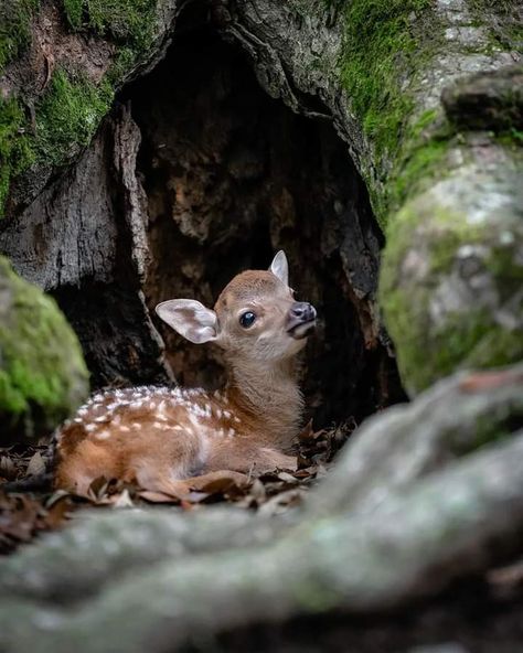 Deer Sitting, Woodland Christmas Theme, Baby Animal Drawings, Deer Pictures, Vintage Deer, Funny Costumes, Forest Creatures, Funny Drawings, Baby Deer