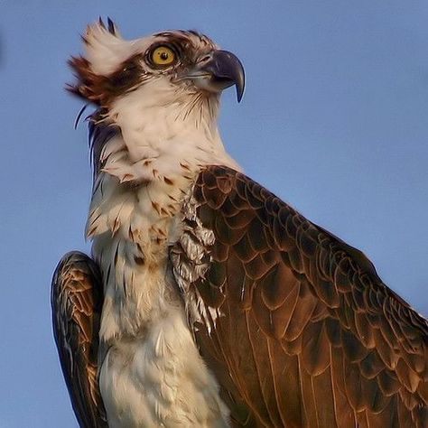 Ospreys | British Bird Of Prey Centre Wales British Birds Of Prey, Artificial Birds, Photo Animaliere, Bird Of Prey, Animal Study, Unusual Animals, Pretty Animals, Silly Animals, Birds Of Prey