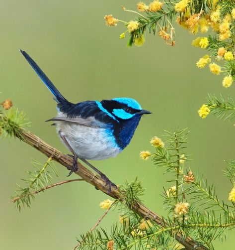 Blue Wren, Fairy Wren, Interesting Photography, Watercolor Art Journal, Bird Watercolor Paintings, Australian Wildlife, Rare Birds, Australian Birds, Bird Artwork