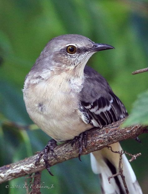 Florida State Bird, Texas State Bird, Mocking Bird Aesthetic, Mockingbird Photography, Mockingbird Illustration, Texas Mockingbird, Marsh Birds, Mockingbird Tattoo, California Birds