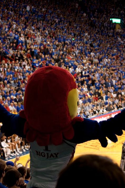 University of Kansas Basketball - Big Jay -  Lawrence, Kansas (copyright Kristin Hinkin) Lawrence Kansas Aesthetic, Kansas University Aesthetic, University Of Kansas Aesthetic, Ku Aesthetic, Christian Vision Board, Ku Basketball, Shot Ski, Kansas University, Kansas Basketball